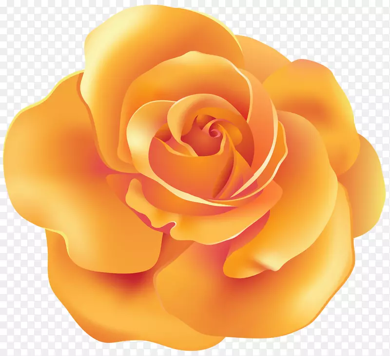橙色花园玫瑰剪贴画-橙色玫瑰透明PNG剪贴画