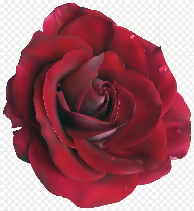 花园玫瑰、蜈蚣玫瑰、花卉切花-红色大玫瑰花悬垂图