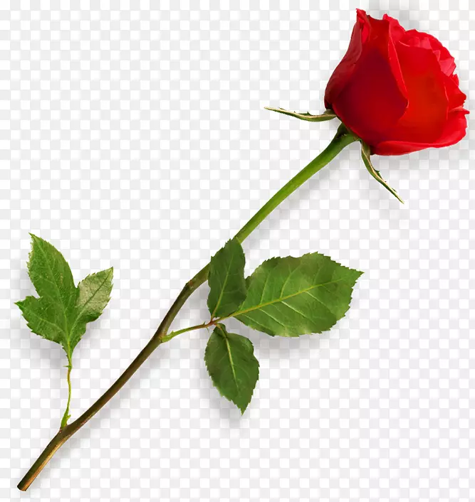 玫瑰可伸缩图形-红玫瑰PNG剪贴画
