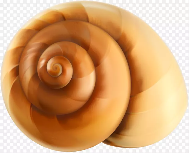 海贝壳图标-海蜗牛壳透明PNG剪贴画