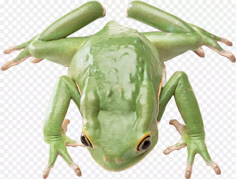 蜥蜴蛙动物爬行动物-绿蛙PNG