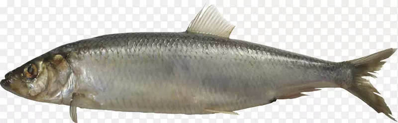 沙丁鱼-鱼