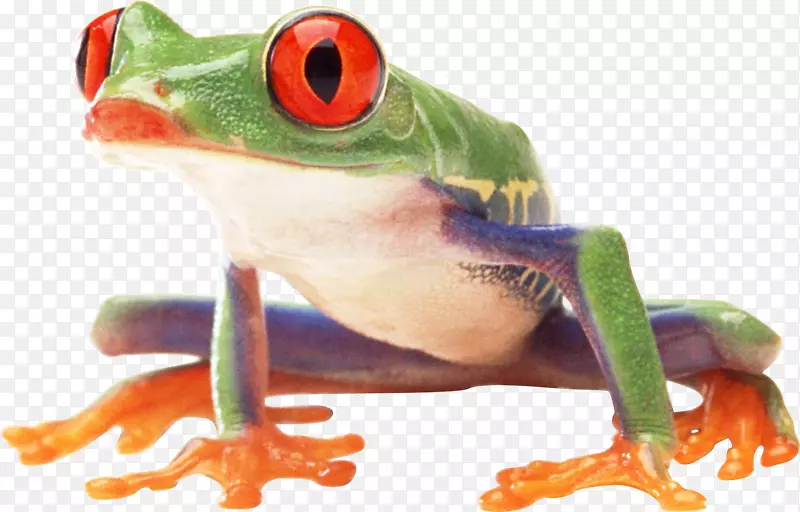 青蛙两栖动物-青蛙PNG图像
