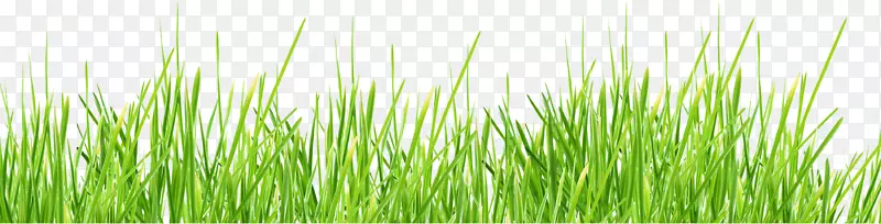 草坪摄影-草PNG图像，绿色图片