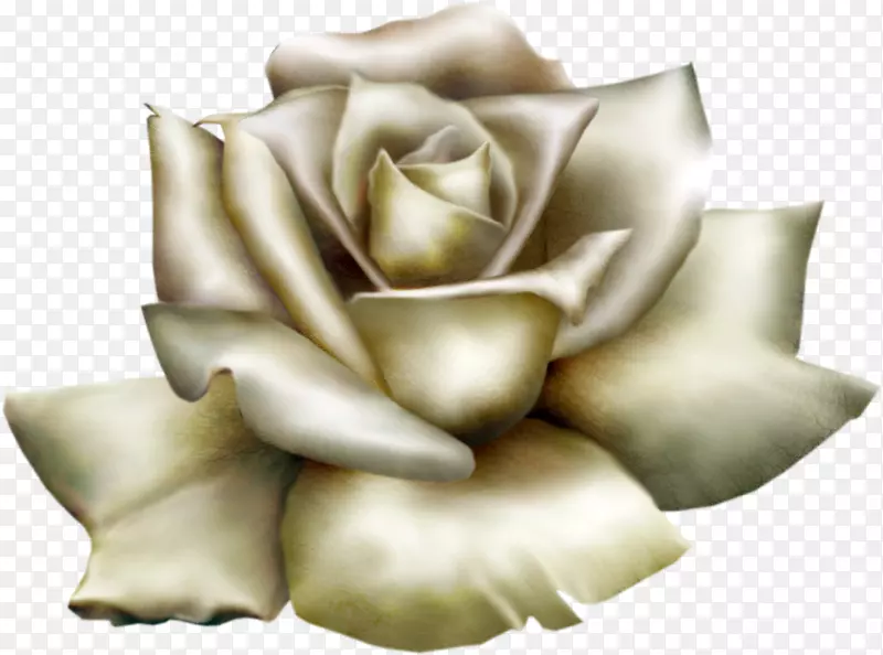 玫瑰白色剪贴画-美丽的白玫瑰剪贴画