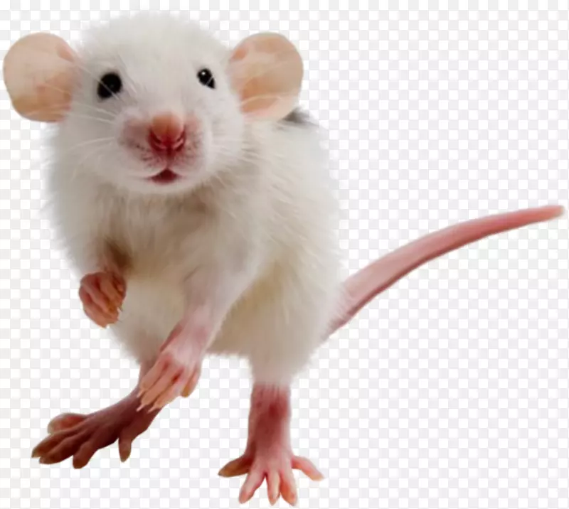 鼠沙鼠仓鼠-小鼠，大鼠PNG图像