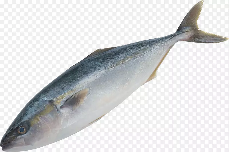 鱼类剪贴画-鱼PNG