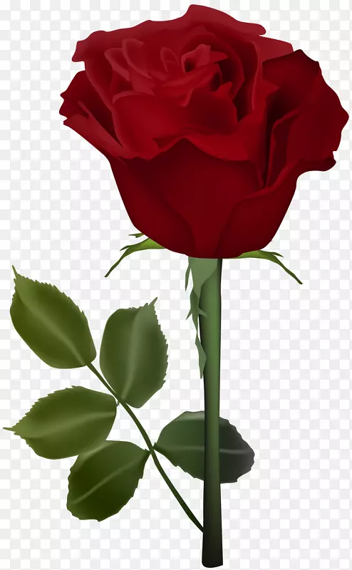 花园玫瑰、蜈蚣玫瑰、花卉-玫瑰PNG红色透明剪贴画图像
