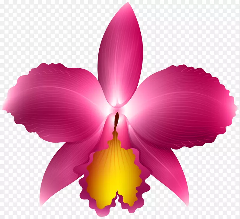 兰花剪贴画-粉色兰花透明PNG剪贴画图像