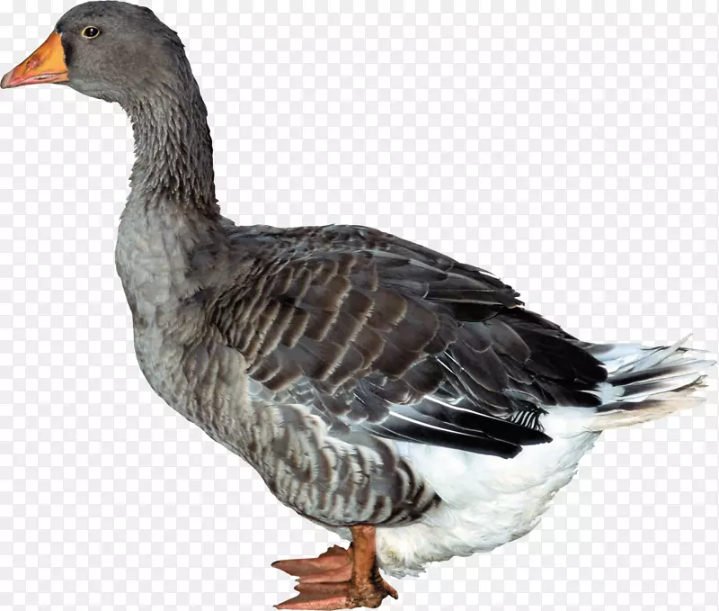 鸭PNG图像
