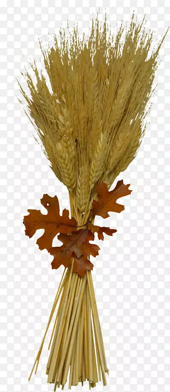 麦脊硬粒麦腹：减掉小麦，减肥，找到你恢复健康麦片过敏的途径-小麦过敏