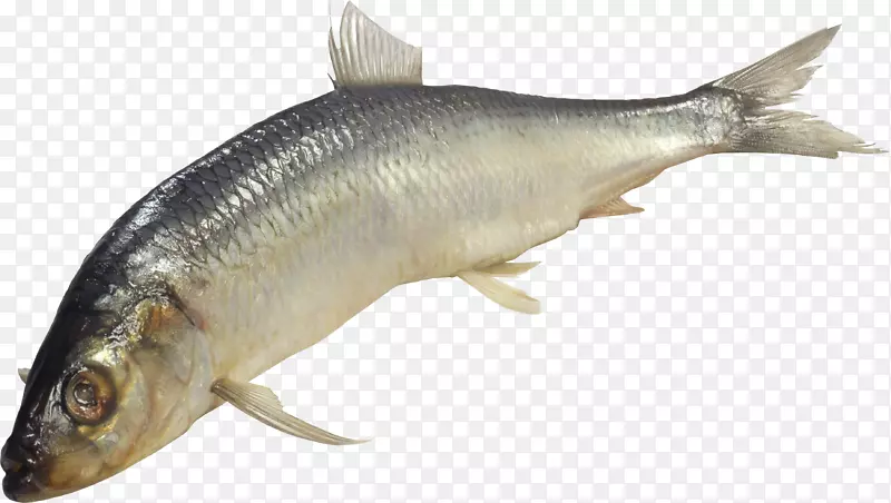FISH ICO图标-FISH PNG
