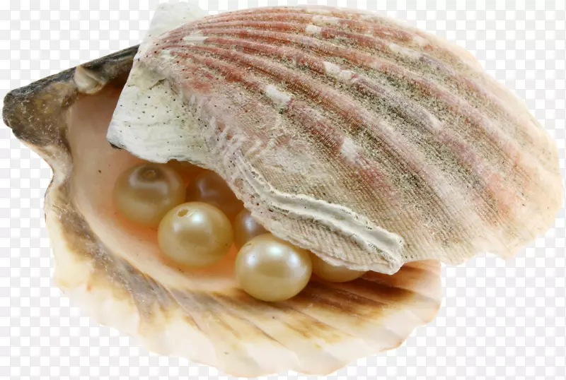 迪拜阿布扎比珍珠之旅牡蛎猎珠