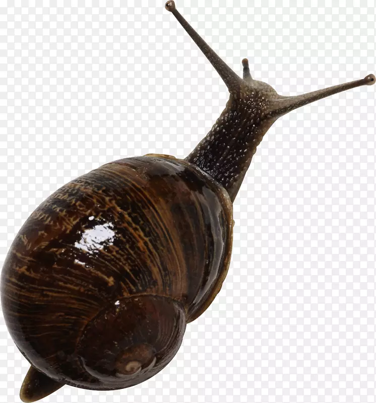 翡翠绿蜗牛腹足类海螺-蜗牛PNG