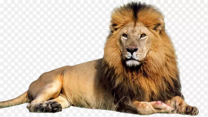 狮子-狮PNG
