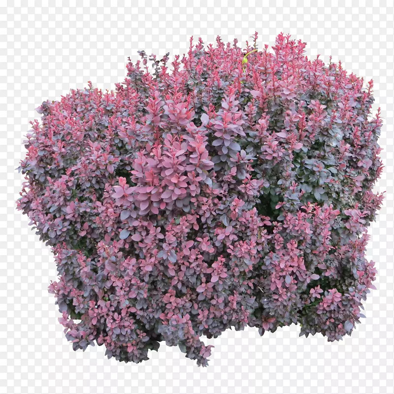 灌木丛花卉植物PNG图片素材下载_图片编号51489-PNG素材网