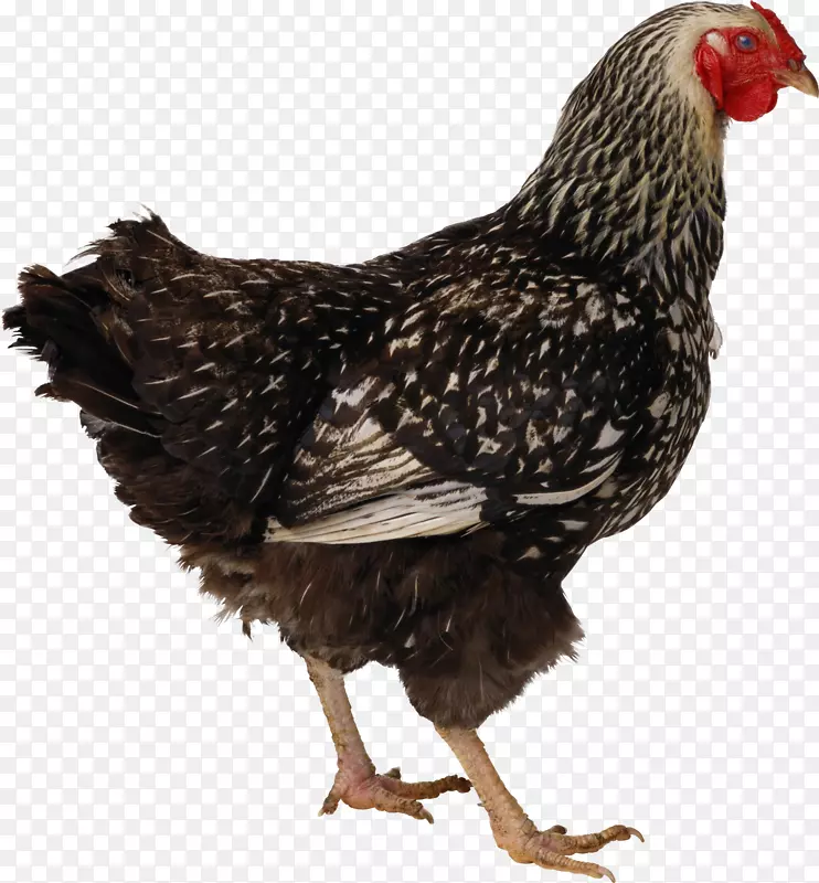 鸡肉图标-鸡PNG图像