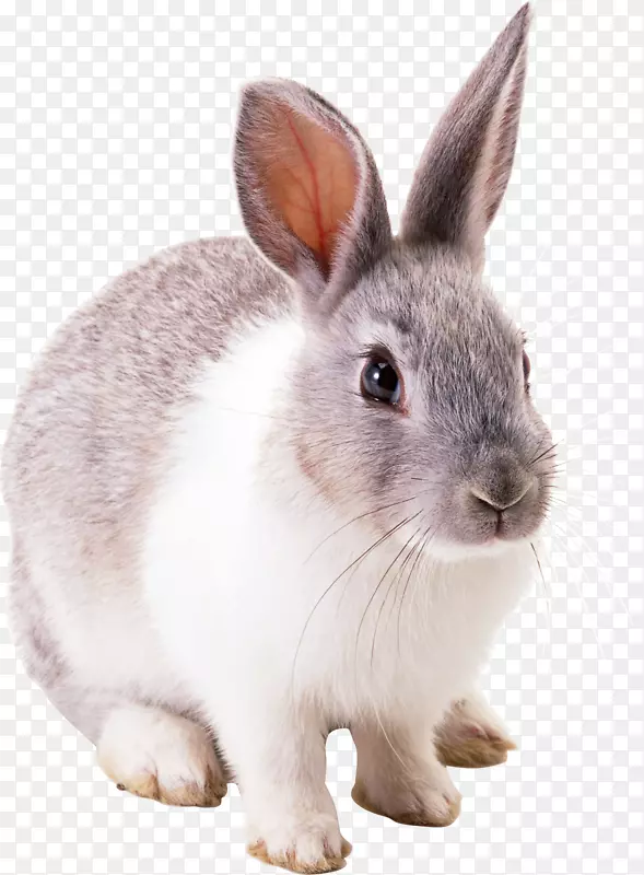 白兔-兔PNG图像
