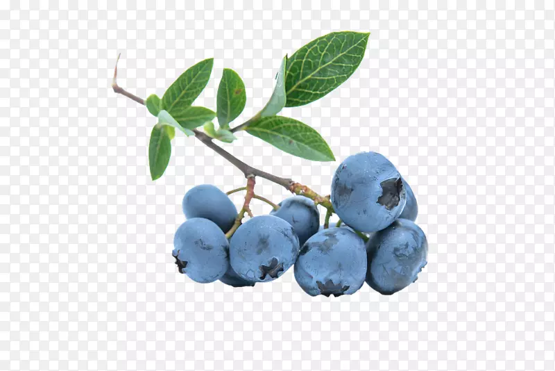 欧洲蓝莓冰淇淋-蓝莓PNG