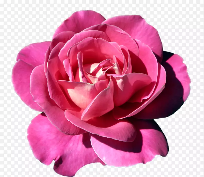 粉红色玫瑰-粉红色玫瑰花