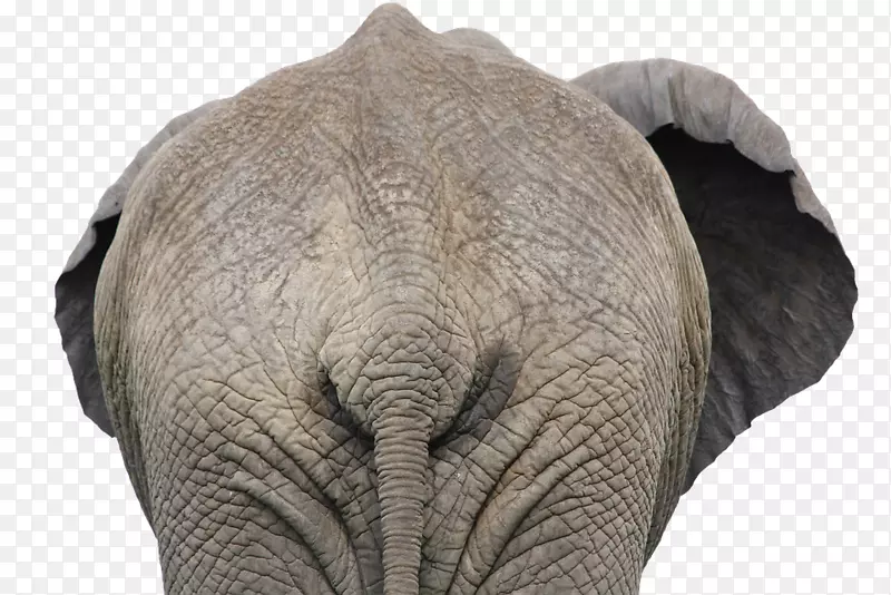 非洲象印度象剪贴画-象PNG