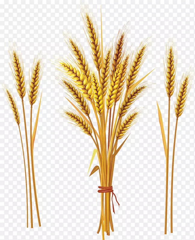 呼罗珊小麦麦穗分蘖-小麦PNG