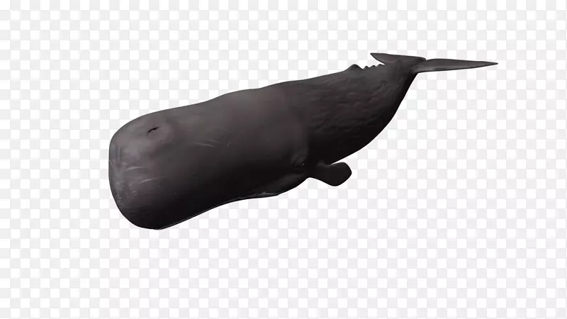 动物鼻子-鲸鱼PNG