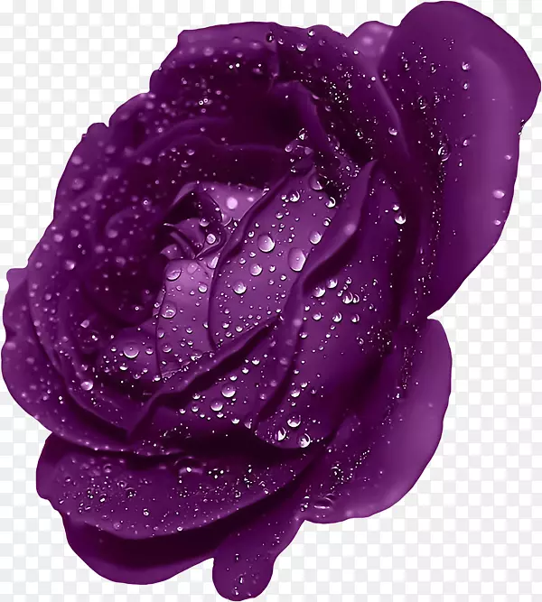 蓝色玫瑰手机壁纸-带露水的紫色玫瑰