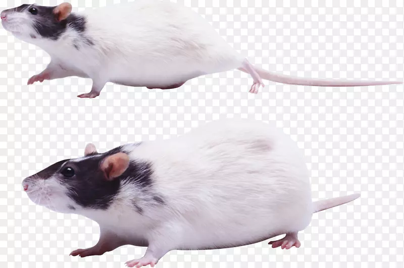 鼠沙鼠-小鼠，大鼠png图像