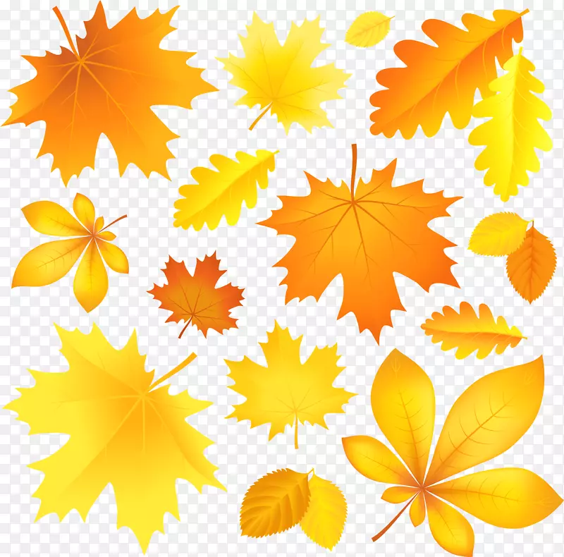 秋叶彩色剪贴画-透明秋叶图片