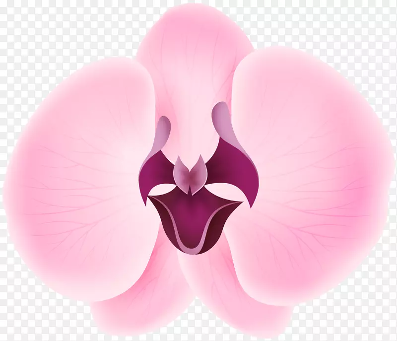 花瓣国际检验员名人堂花期信用卡紫红色兰花透明剪贴画