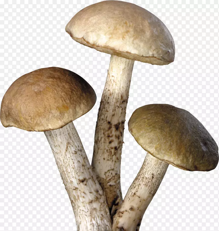 蘑菇剪贴画-蘑菇PNG图像