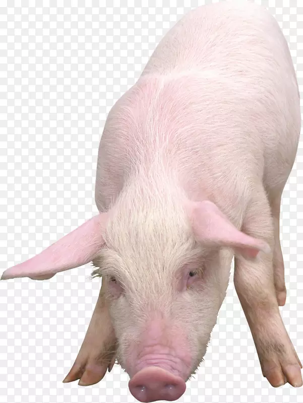 家猪剪贴画-猪PNG形象