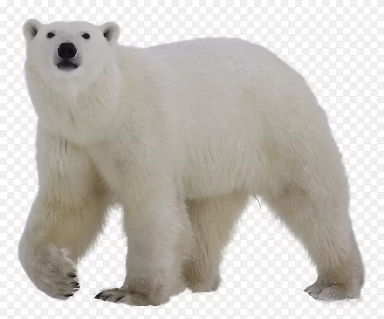 北极熊剪贴画-北极熊PNG