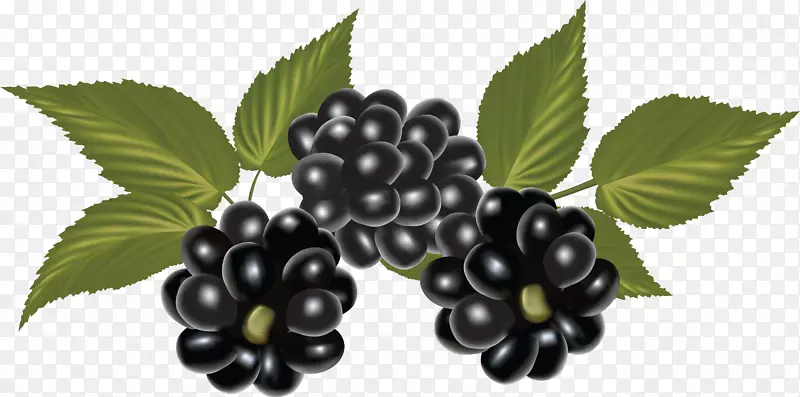 插图-免费插图-黑莓PNG