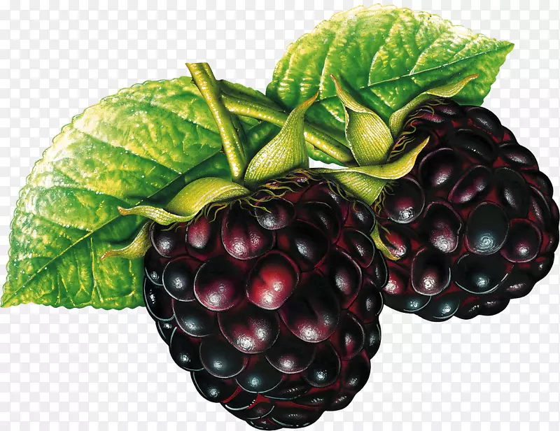 转基因食品转基因生物转基因作物孟山都-黑莓PNG