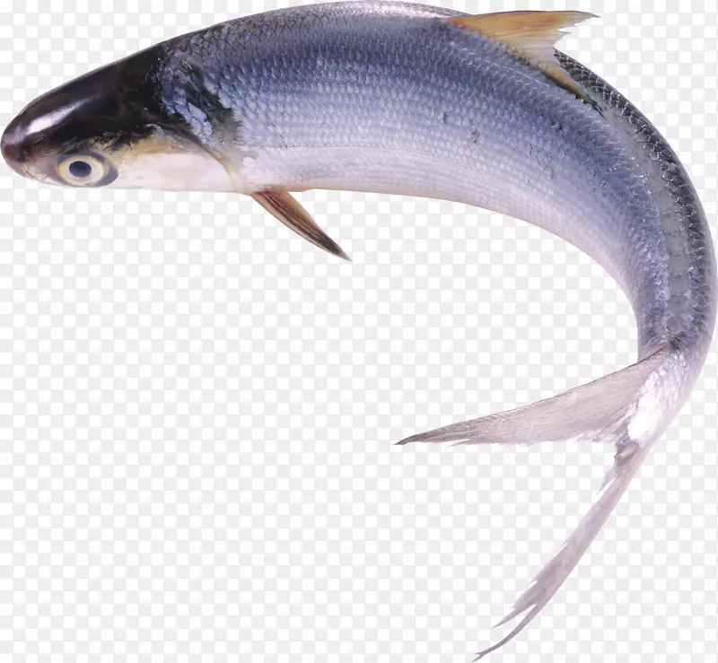 鲜鱼食淡水鱼-鱼PNG