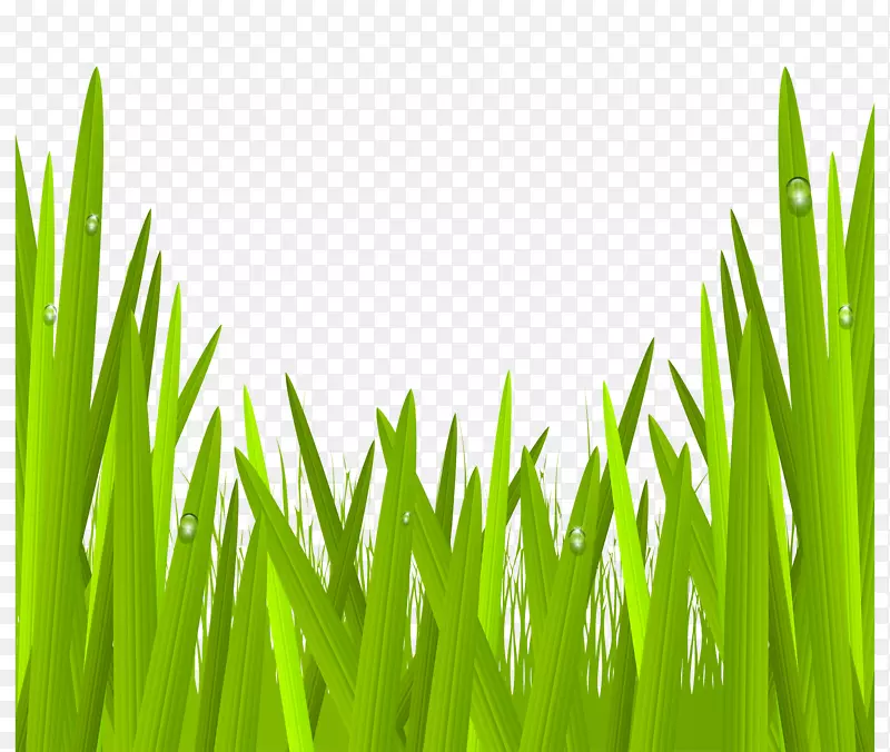 绿玻璃-绿草透明PNG剪贴画图像