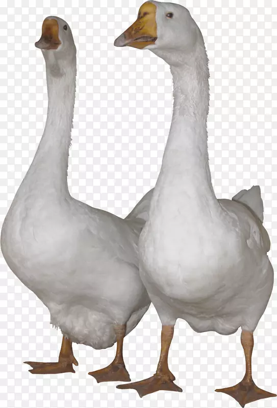 国内鹅天鹅鸭夹艺术-白鹅PNG形象