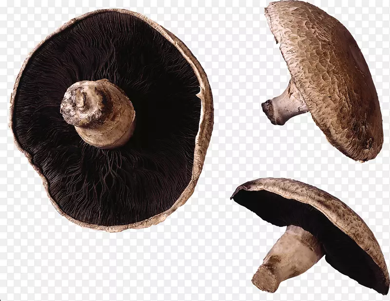 普通蘑菇蒸煮柄食用菌-蘑菇PNG图像