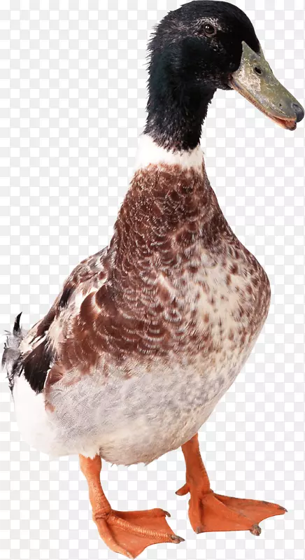 鸟鸭家鹅-鸭PNG形象