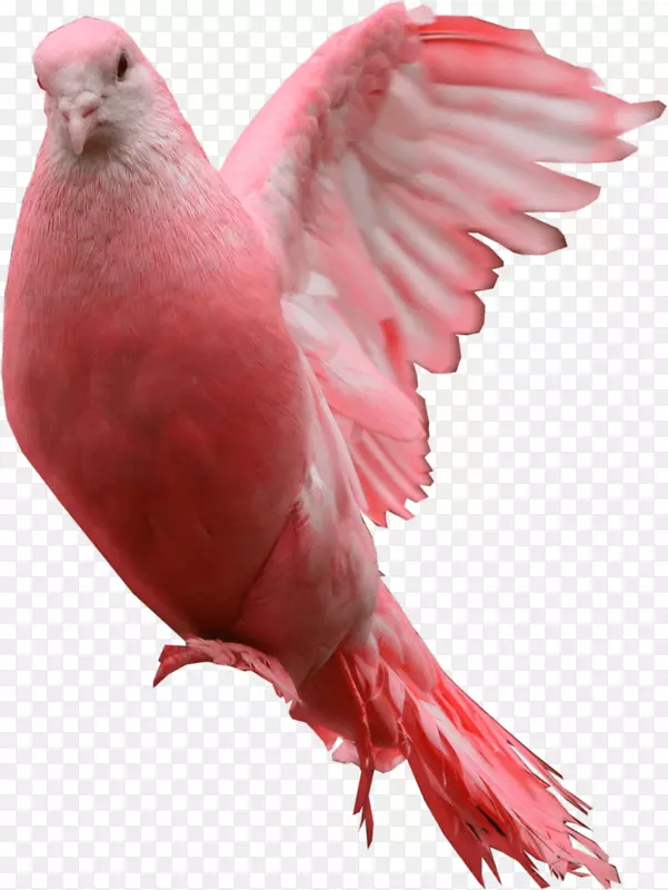 家鸽祝福-粉红色鸽PNG形象