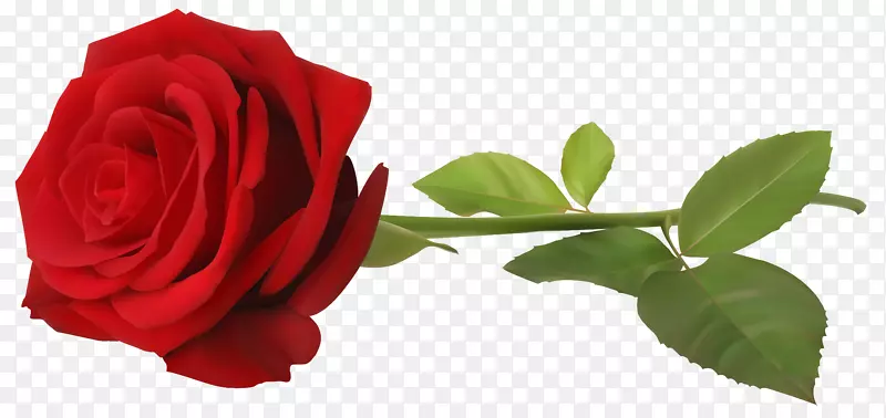 墙纸-红色玫瑰有茎透明的PNG剪贴画图像