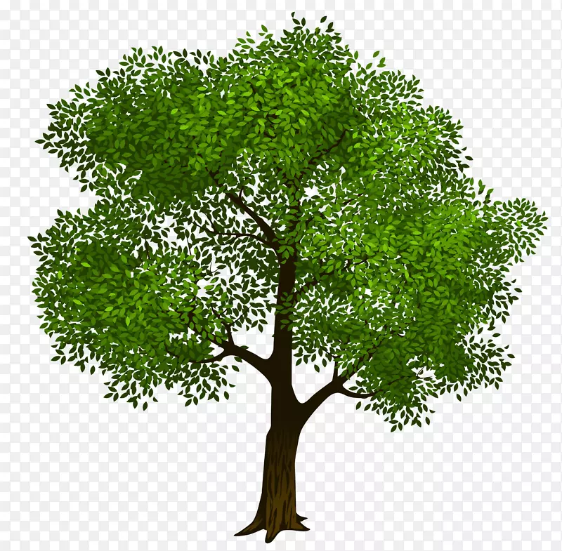 树木剪贴画-透明的绿色树木剪贴画