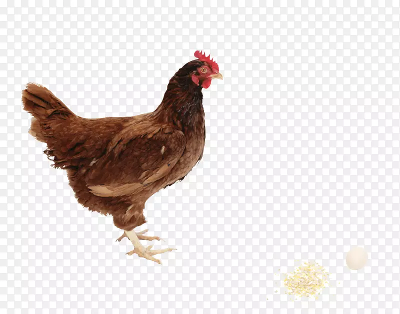 纯白鸡蛋-鸡PNG图像