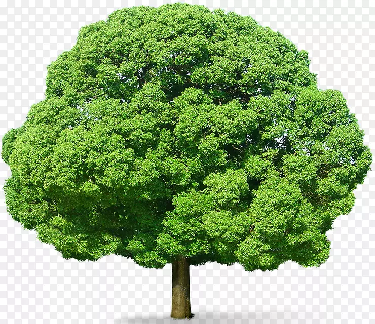 树木剪贴画-绿树PNG图片