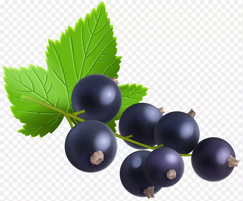 黑醋栗、黑浆果、红醋栗、蓝莓-黑醋栗透明PNG剪贴画图像