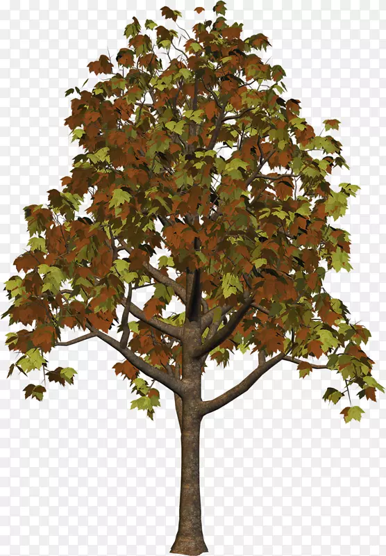 枝干叶面树-大型落叶树攀枝花