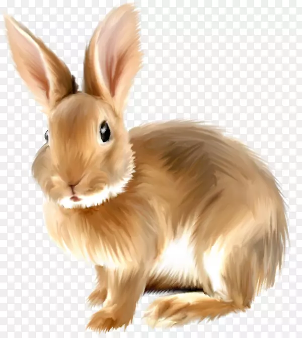 安哥拉兔剪贴画-画兔子剪贴画