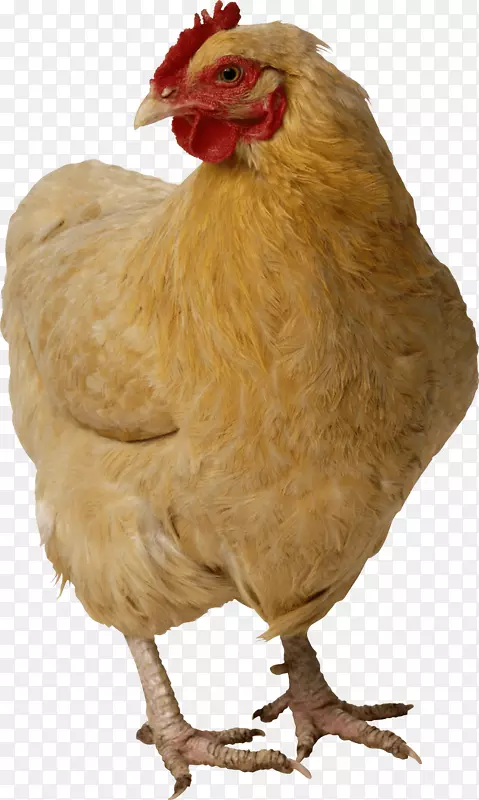 鸡块火鸡-鸡PNG图像